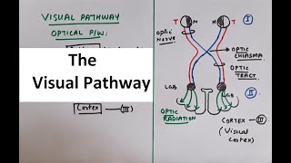 Special Senses Physiology  Vision Part 3 The Visual Pathway [upl. by Evie]