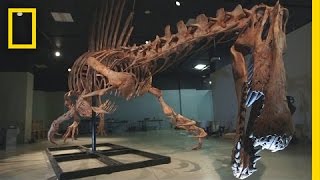 Bigger Than T rex Spinosaurus  National Geographic [upl. by Zeena]