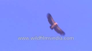 Griffon Vulture soaring in the Himalayan sky [upl. by Adnirod72]