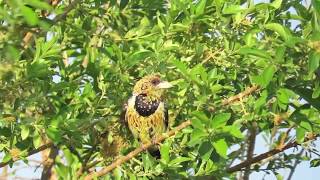 Crested Barbet male and female calling to each other [upl. by Nadean293]