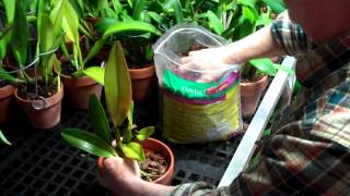 How to Repot an Orchid with Orchid Bark Potting Mix by Arcadia GlassHouse [upl. by Karlik]