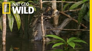 Swimming with Sloths  Amazon Underworld [upl. by Eerased]