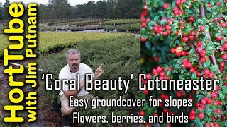 Coral Beauty Cotoneaster  Erosion Control Flowers Berries and Birds🐦🌼 [upl. by Richlad]