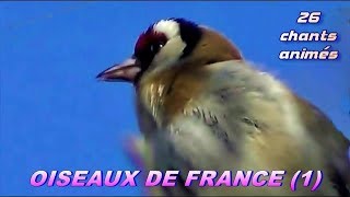 CHANTS dOISEAUX de FRANCE  28 chants [upl. by Bull134]