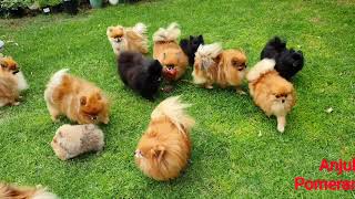 Pomeranian puppies playing in the garden  Anjula Pomeranians Toy Poms [upl. by Jecoa]