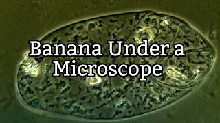 Banana Under a Microscope  Plant Cell Structure [upl. by Lyall]