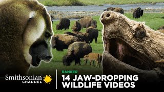 14 JawDropping Wildlife Videos  Smithsonian Channel [upl. by Solram]