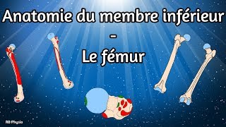 Anatomie du membre inférieur  Le fémur [upl. by Lednam283]