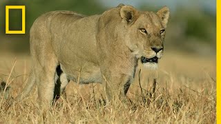 Lion Pride Hunts Cape Buffalo  Savage Kingdom [upl. by Cherey660]