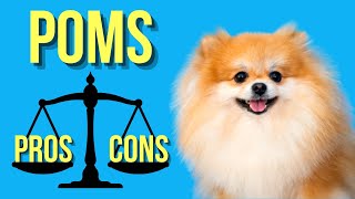 7 Pomeranian Pros and Cons  Pom Facts You Cant Ignore [upl. by Neram]