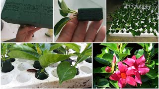 Dipladenia Cutting Propagation by floral foam [upl. by Sheply]