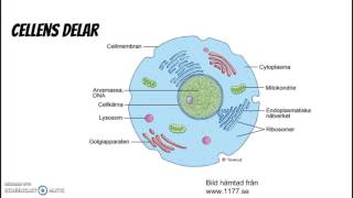 Cell organ vävnad [upl. by Rybma]