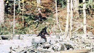 PattersonGimlin Bigfoot Film analysis 4K stabilised colour [upl. by Pettiford70]