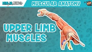 Muscles of the Upper Limb [upl. by Ellord]