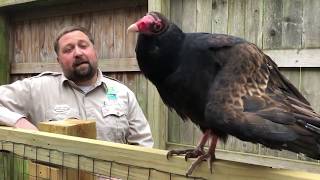 Turkey Vultures [upl. by Aryamoy]