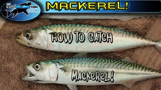 How to catch Mackerel  TAFishing [upl. by Homerus281]