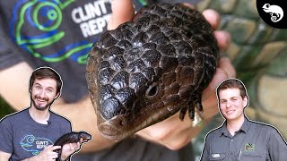 Shingleback Skink A MONOGAMOUS Blue Tongue [upl. by Assitruc930]