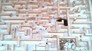 Bigger tighter mouse maze experiments [upl. by Omlesna]