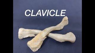 CLAVICLE  GENERAL FEATURES AND ATTACHMENTS [upl. by Aketahs791]