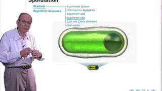 Sporulation in Bacillus subtilis [upl. by Naahsar]