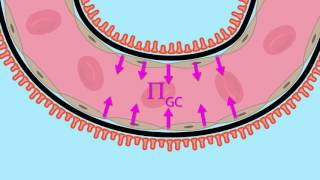 Glomerular Filtration Net Ultrafiltration Pressure [upl. by Elodea]