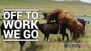 Putting Bulls In With The Cows on the Ranch [upl. by Annoiek371]