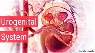 Embryology Urogenital System [upl. by Halden]