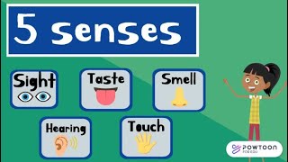 The Five Senses for Kids  Sight Taste Smell Touch and Hearing [upl. by Mastat425]