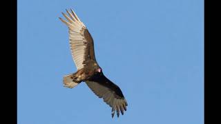 Turkey Vulture [upl. by Fougere263]