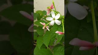 Combretum indicum  मधूमालती [upl. by Henrietta]