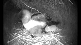 Atlantic petrel chicks killed by mice on GOUGH ISLAND [upl. by Ittocs]