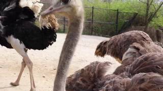 Meet the Ostriches [upl. by Mackenzie]