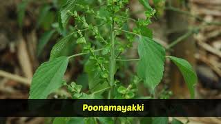 Medicinal Plants  Acalypha indica  Kuppaimeni [upl. by Einohtna]