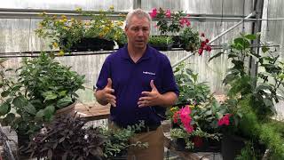 Dipladenia Combination Creation Guide with Jamie Gibson [upl. by Ehman813]