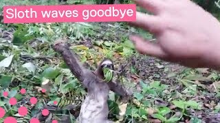 Sloth Rescue Has Unexpected Ending [upl. by Atiuqad]