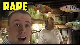 AMAZING FISH ROOM TOUR  So many RARE Fish [upl. by Fletcher]