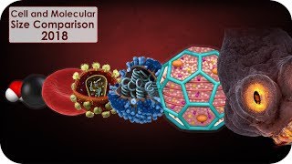 Cell and molecular Size Comparison [upl. by Ahron]