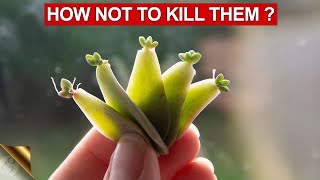 10 TIPS amp TRICKS TO GROWING SUCCULENTS AND CACTI  SUCCULENT CARE TIPS [upl. by Halvaard]