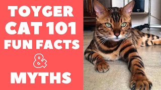 Toyger Cats 101  Fun Facts amp Myths [upl. by Reilly]