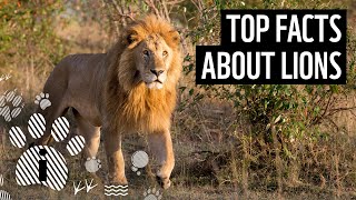 Top 10 Facts About Lions  Animal Fun Facts  WWF [upl. by Kulsrud]