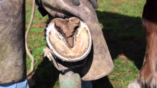 How to trim horse hooves learn barefoot trimming the GoBarefoot way [upl. by Bush421]