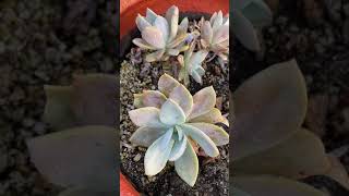 Graptosedum Darley Sunshine Hybrid Succulent [upl. by Aterg324]