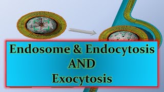 Endosome amp Endocytosis AND Exocytosisppt [upl. by Dmitri]