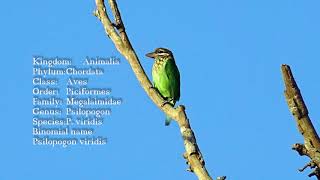 Whitecheeked barbet Call Chinnakutturuvan [upl. by Alderson]