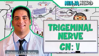 What Causes Trigeminal Neuralgia [upl. by Ahsenrac]