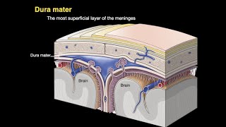 Meninges and Dural venous sinuses [upl. by Mariann]