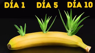 25 TRUCOS INUSUALES PARA CULTIVAR TUS PROPIAS PLANTAS [upl. by Inaffit70]