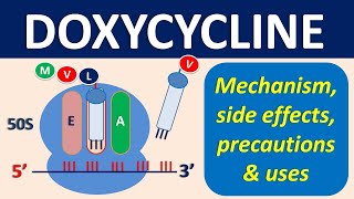 Doxycycline  Mechanism precautions side effects amp uses [upl. by Kinsman]