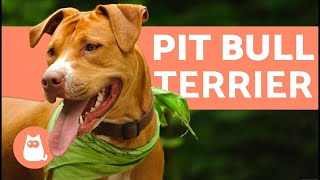 American Pit Bull Terrier  Characteristics and Care [upl. by Ceil899]