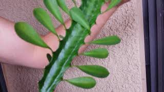 How to Cut and Propogate African Milk Tree Euphoria Trigona [upl. by Conrade128]